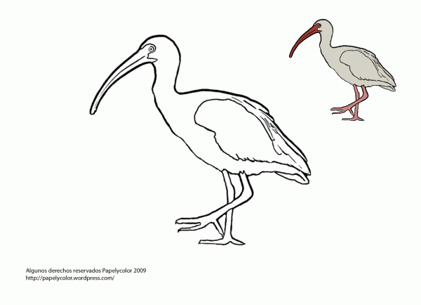 ibis1